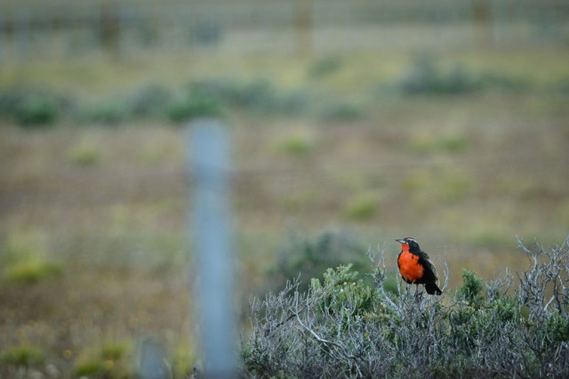 Long-tailed Meadowlark