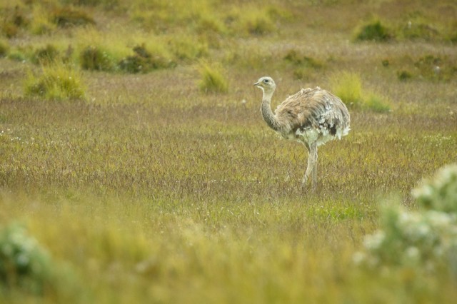 Lesser Rhea outside Punta Arenas