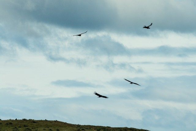 Condors with carcass