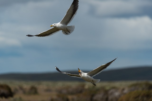 Kelp Gulls