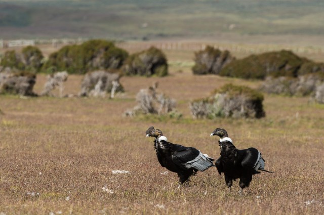 Condors - The couple