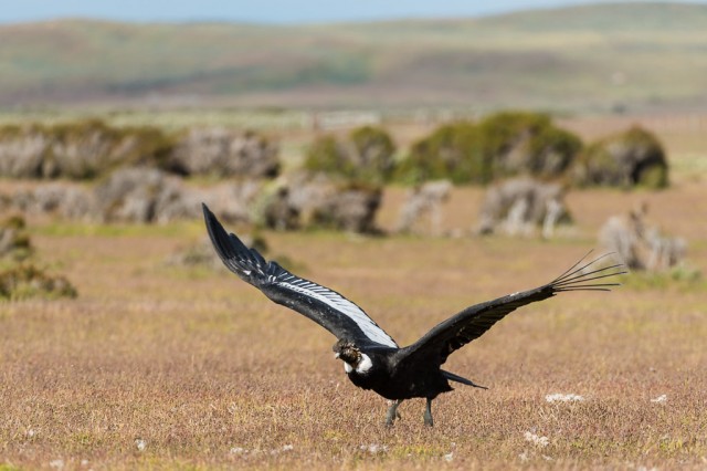 Condor taking off