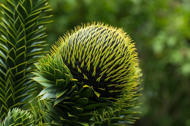 Plant at the estancia