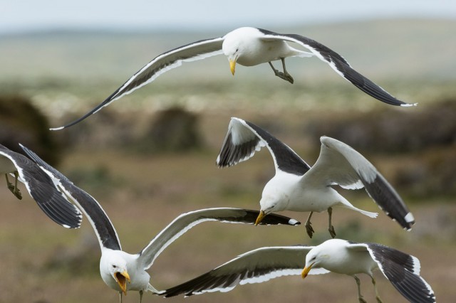 Kelp Gulls having fun