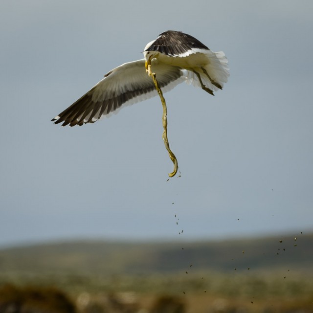 Kelp Gull with sheep guts