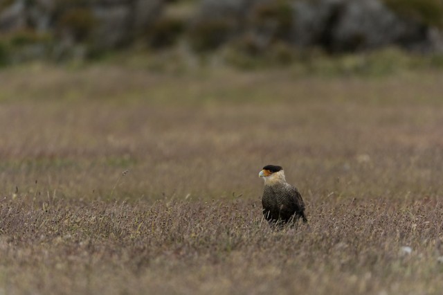 Southern Crested Caracara