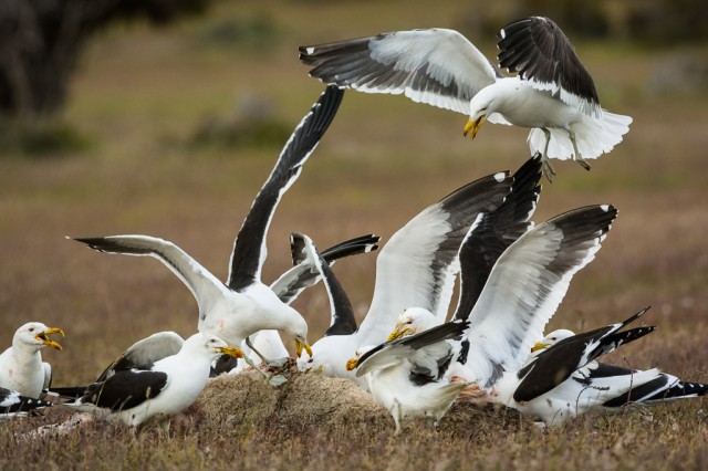 Fighting Kelp Gulls