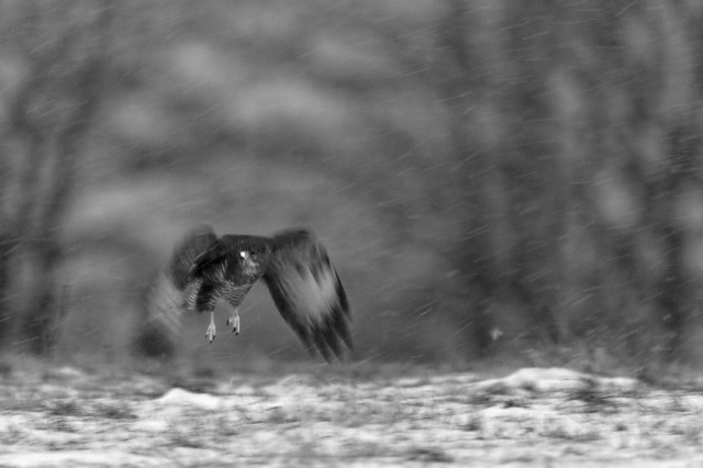 Common Buzzard at dusk