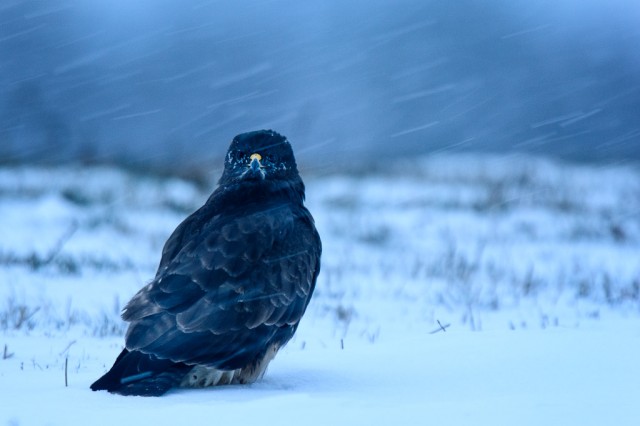 Common Buzzard in the blue hour