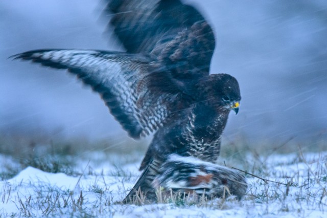 Common Buzzard and snow