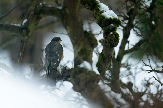 Sparrowhawk in Lund