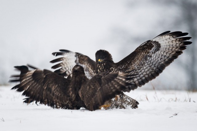 Common Buzzards fighting