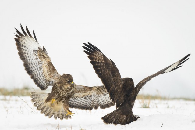 Common Buzzard attack