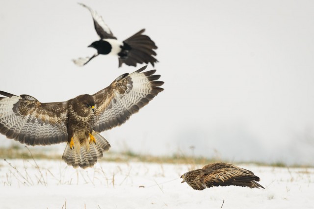 Common Buzzard fighting Red Kite