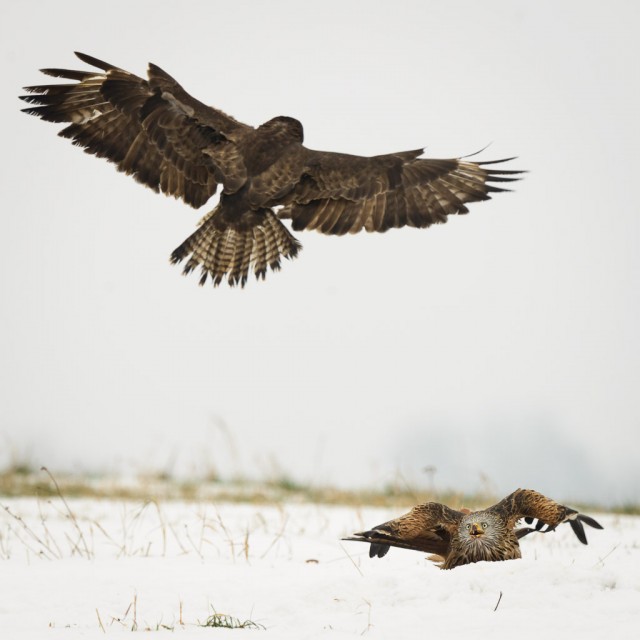 Common Buzzard approaching Red Kite