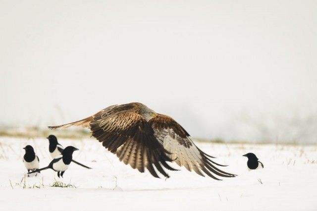 Red Kite