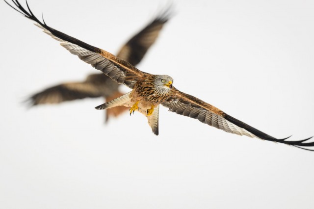 Red Kite crossing