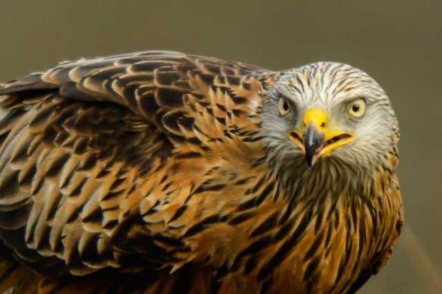 Red Kite close-up