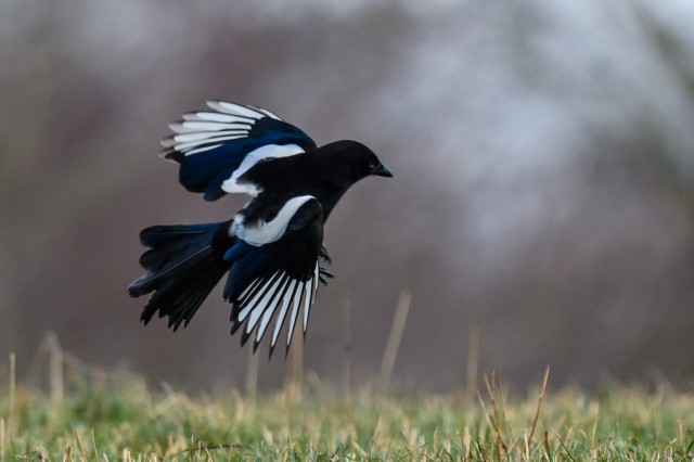 Common Magpie (Pica Pica)