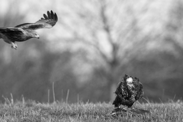 Common Buzzard (Buteo buteo) and attacking Red Kite (Milvus milvus)