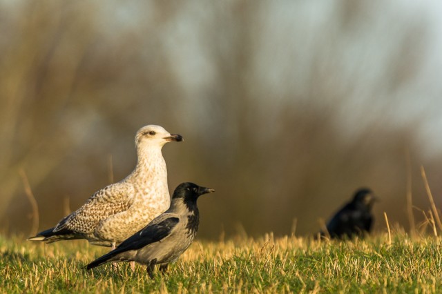  Great Black-backed Gull (Larus marinus) and Hooded Crows (Corvus corone)