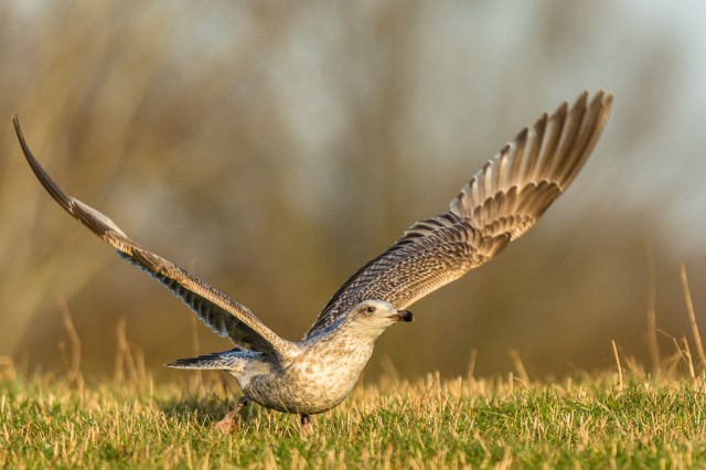  Great Black-backed Gull (Larus marinus)