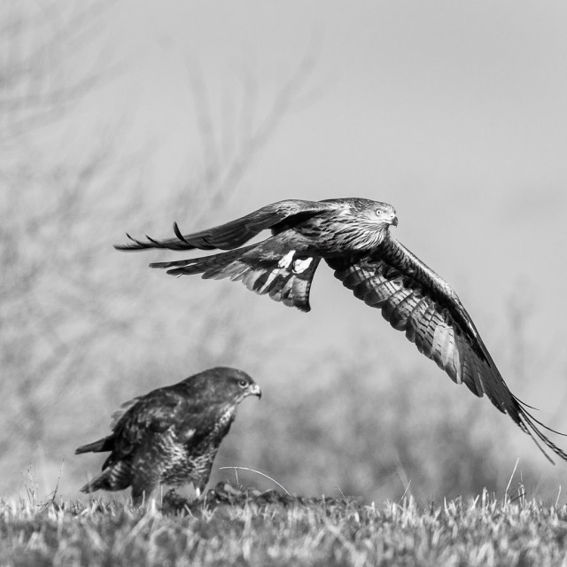 Attacking Red Kite (Milvus milvus) and Common Buzzard (Buteo buteo)