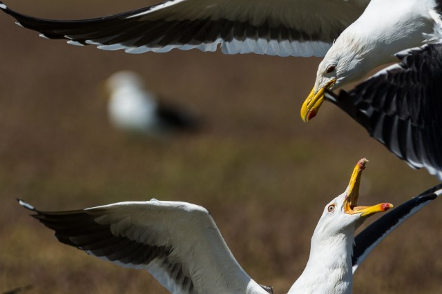 Fighting Kelp Gulls (Larus dominicanus)