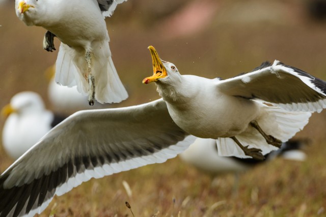 Fighting Kelp Gulls (Larus dominicanus)