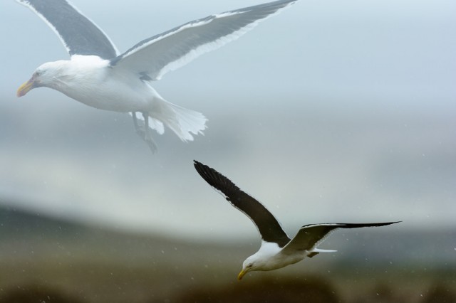 Double exposure - Kelp Gulls (Larus dominicanus)