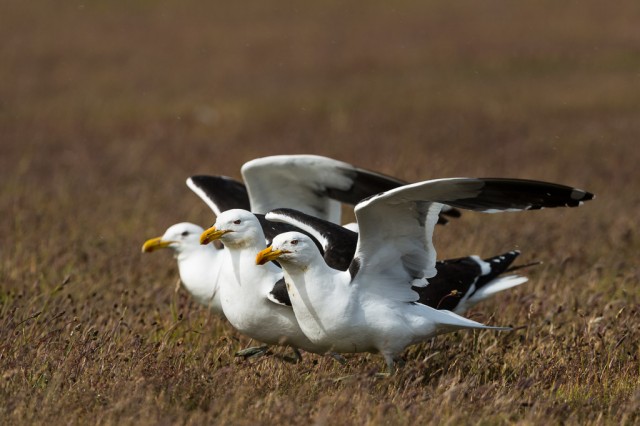 Triple of Kelp Gulls (Larus dominicanus)