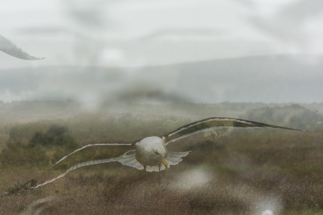 Triple exposure in heavy rain - Kelp Gulls (Larus dominicanus)