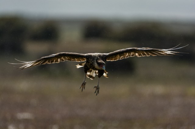 Going down - Southern Crested Caracara (Caracara plancus)