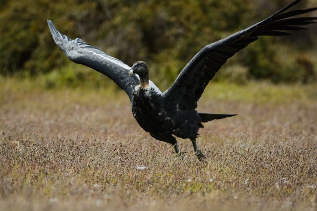 Taking off - Andean Condor (Vultur gryphus)