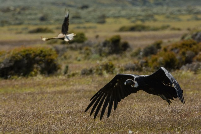 Andean Condors (Vultur gryphus) and Southern Crested Caracara (Caracara plancus)