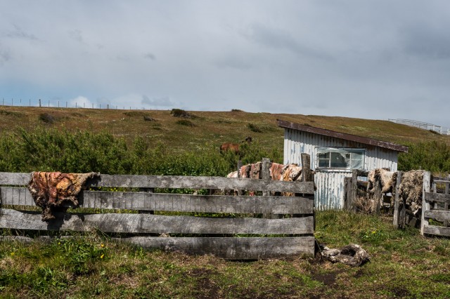 Sheep farming at Rio Verde