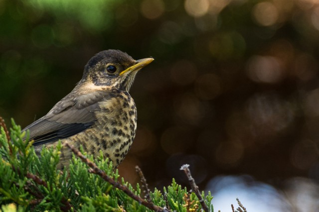 Juvenile Austral Thrush (Turdus falcklandii)