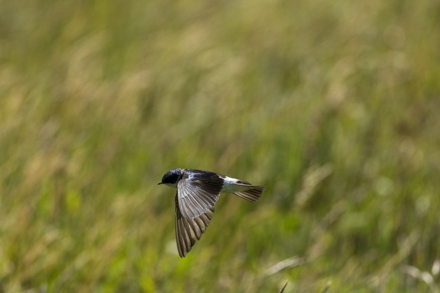 Chilean Swallow (Tachycineta meyeni)