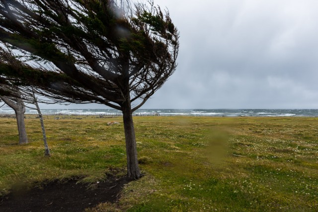 Windblown tree facing the Magellan’s