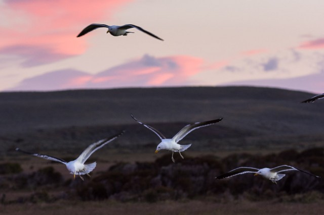 Dawn - Kelp Gulls (Larus dominicanus)