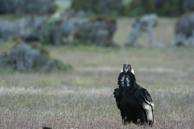 Andean Condor (Vultur gryphus)