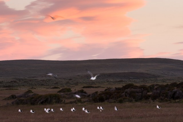 Dawn - Kelp Gulls (Larus dominicanus)