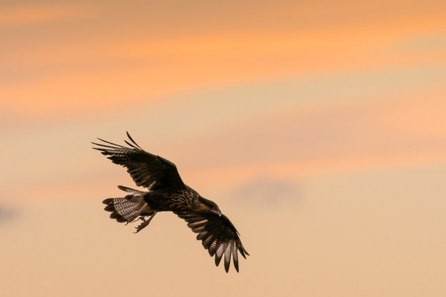 First rays of light - Southern Crested Caracara (Caracara plancus)