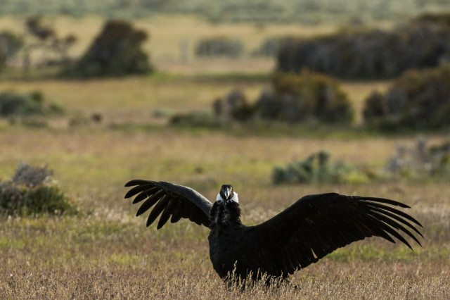 Wingspan - Andean Condor (Vultur gryphus)