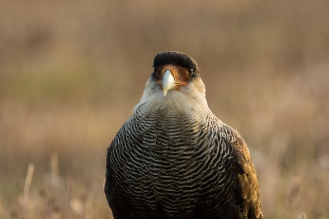 Southern Crested Caracara (Caracara plancus)