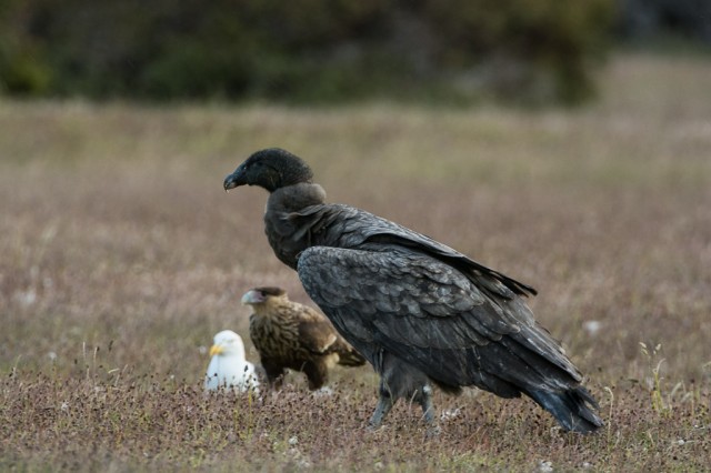 Andean Condor (Vultur gryphus) & Southern Crested Caracara (Caracara plancus) & Kelp Gulls (Larus dominicanus)