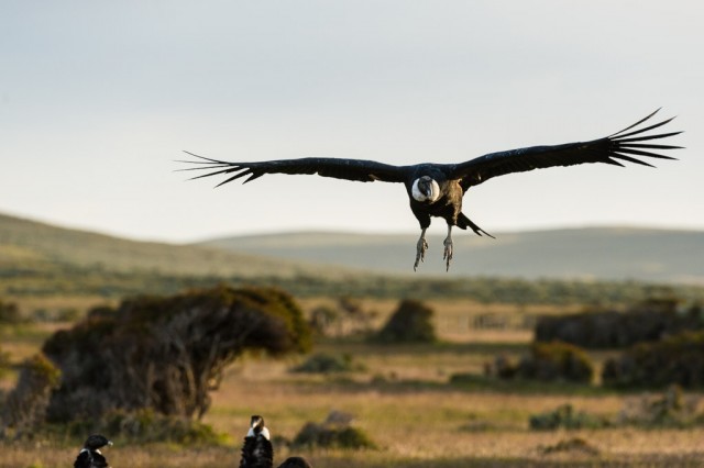 Dawn - Andean Condor (Vultur gryphus)