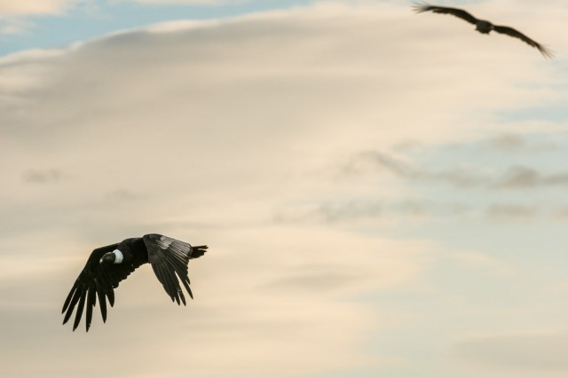 First rays of light - Andean Condor (Vultur gryphus)