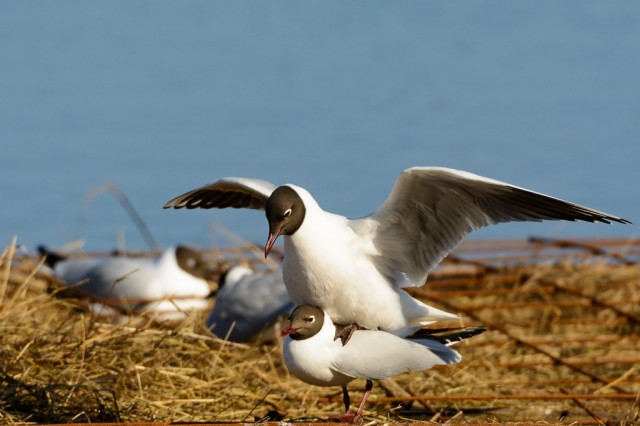 Mating Black-headed Gull (Chroicocephalus ridibundus)