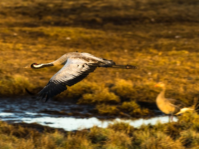 Sunset Crane (Grus grus)